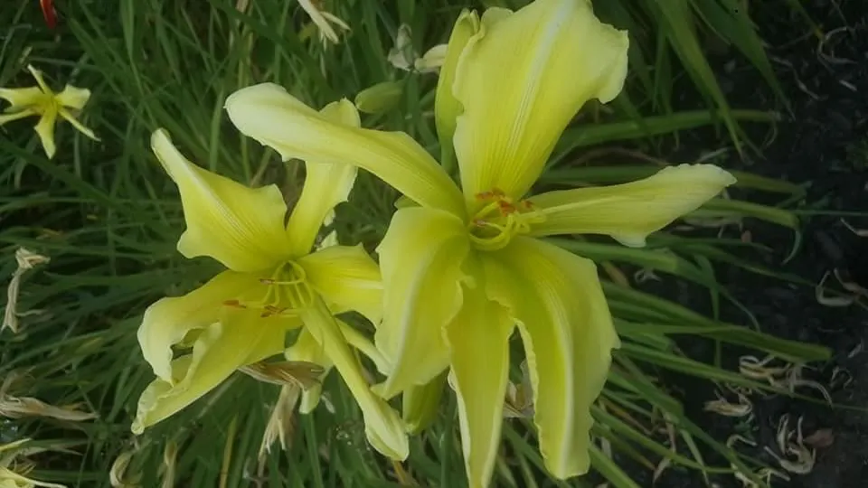 Ornamental perennial plant care and shrub trimming in Simcoe County