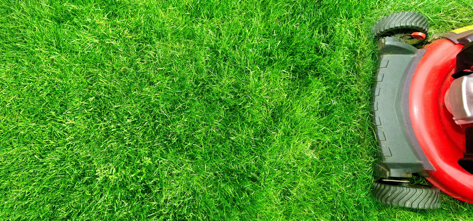 Complete lawn care programs in Thornton